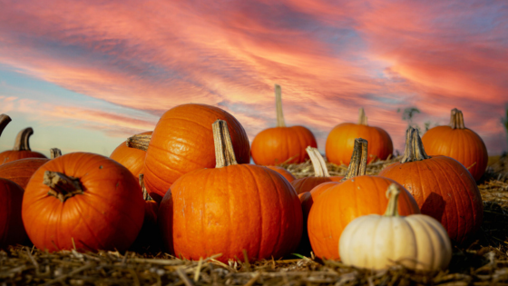 Discover Family Adventures at Popular Pumpkin Patches | Dickerson & Nieman Realtors