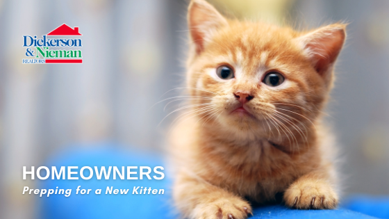 Prepping for a Kitten - Homeowners - Dickerson & Nieman Realtors